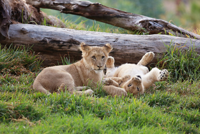 Обои картинки фото животные, львы, малыши, парочка, отдых