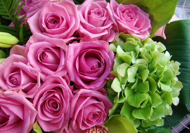 Обои картинки фото цветы, разные вместе, гортензия, розы