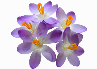 Картинка цветы крокусы тычинки лепестки крокус макро