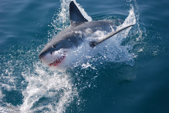 Картинка shark животные акулы хищник подводный мир рыбы
