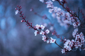 Картинка цветы цветущие+деревья+ +кустарники ветки дерево цветение слива весна