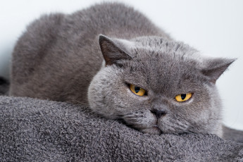 Картинка животные коты взгляд глаза кот морда