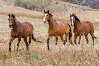 Картинка животные лошади лошадки