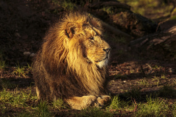 Картинка животные львы грива лев