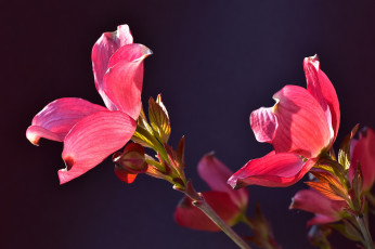 Картинка цветы кизил природа стебель лепестки