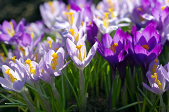 Картинка цветы крокусы весна макро сиреневый фиолетовый