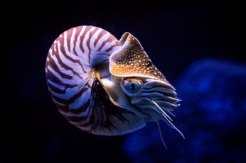 Картинка mighty+nautilus животные морская+фауна наутилус