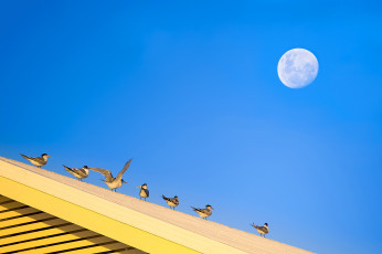 Картинка животные Чайки +бакланы +крачки крыша луна небо птицы