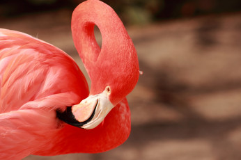 Картинка животные фламинго розовый птица оперение клюв шея грация