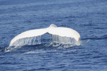 Картинка животные киты +кашалоты альбинос хвост кашалоты