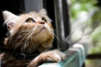 Картинка животные коты смотрят глаза кот кошка котэ
