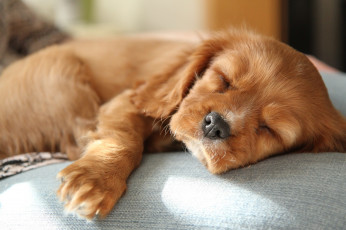 Картинка животные собаки спаниель милый малыш сон рыжий щенок