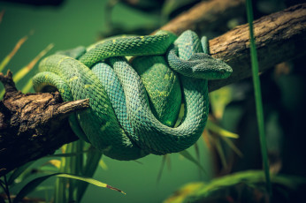 Картинка животные змеи +питоны +кобры змея зеленая