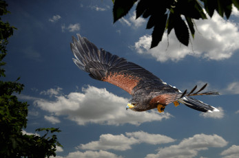 Картинка harris+hawk животные птицы+-+хищники ястреб