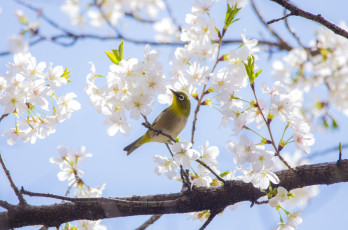 Картинка животные белоглазки вишня весна сакура дерево ветка птичка японская белоглазка