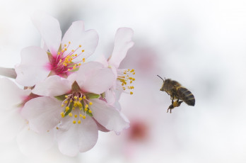 Картинка животные пчелы +осы +шмели пчела вишня цветы ветка