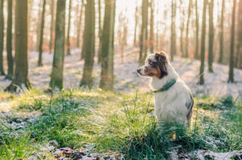 Картинка животные собаки лес взгляд друг собака