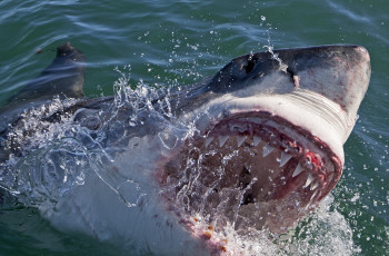 Картинка shark животные акулы хищник рыбы подводный мир