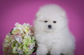 Картинка животные собаки белый шпиц щенок цветок гортензия пушистый милый