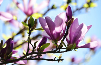 Картинка цветы магнолии ветка магнолия весна макро розовый бутон