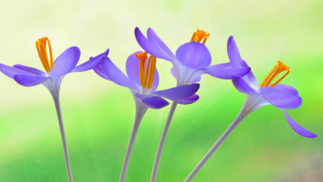 Картинка цветы крокусы растение стебель лепестки крокус