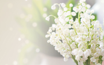 Картинка цветы ландыши боке размытие блики макро белые