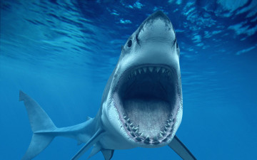 Картинка shark животные акулы хищник подводный мир рыбы