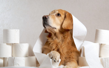 Картинка животные собаки бумага друг взгляд собака