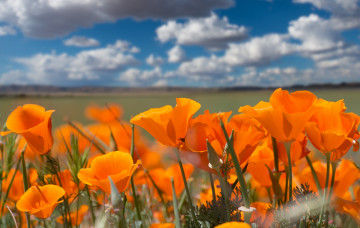 обоя цветы, эшшольция , калифорнийский мак, калифорнийский, мак, оранжевый, контраст, облака, небо, эшшольция