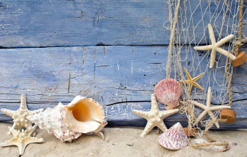 Картинка разное ракушки +кораллы +декоративные+и+spa-камни морские звезды сеть