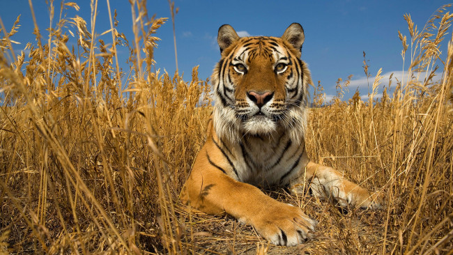 Обои картинки фото животные, тигры, осень, степь, небо, природа, кошка, амурский, тигр, трава