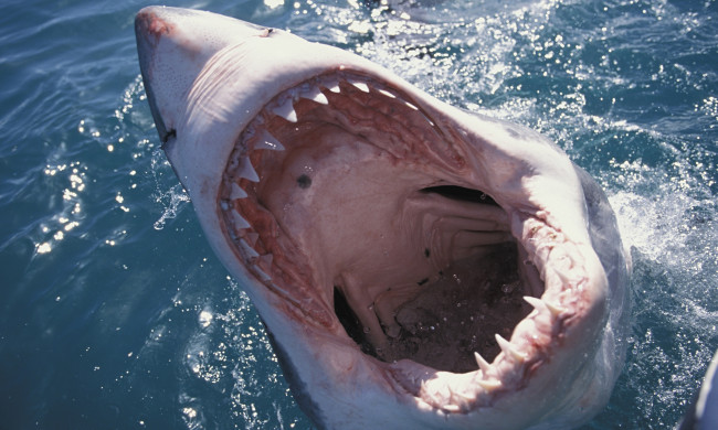 Обои картинки фото shark, животные, акулы, хищник, подводный, мир, рыбы