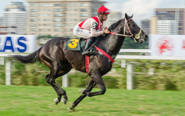 Обои картинки фото jockey club de s&, 227, o paulo, спорт, конный спорт, жокей, лошадь, скачки, ипподром