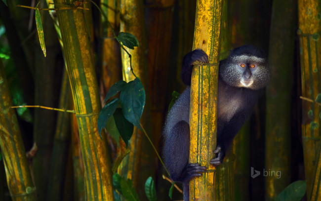 Обои картинки фото животные, обезьяны, синяя, обезьяна, африка, кения, kakamega, forest, reserve