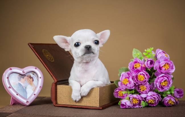 Обои картинки фото животные, собаки, коробка, рамка, щенок, милый, цветы, чихуахуа