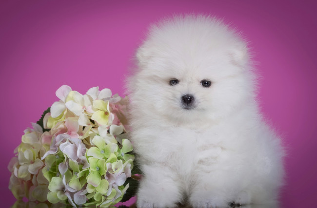 Обои картинки фото животные, собаки, белый, шпиц, щенок, цветок, гортензия, пушистый, милый
