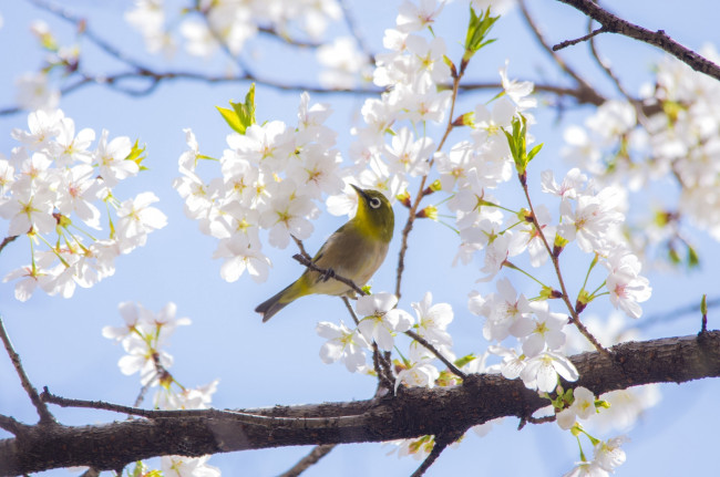 Обои картинки фото животные, белоглазки, вишня, весна, сакура, дерево, ветка, птичка, японская, белоглазка