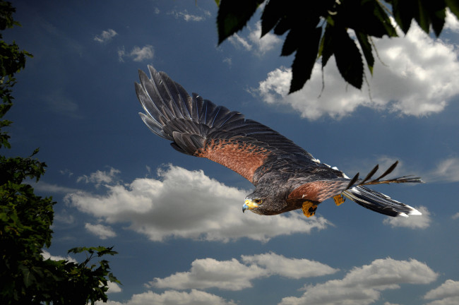 Обои картинки фото harris hawk, животные, птицы - хищники, ястреб