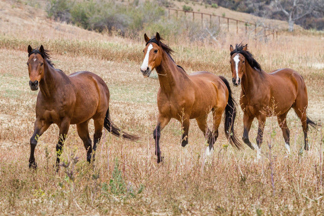 Обои картинки фото животные, лошади, лошадки