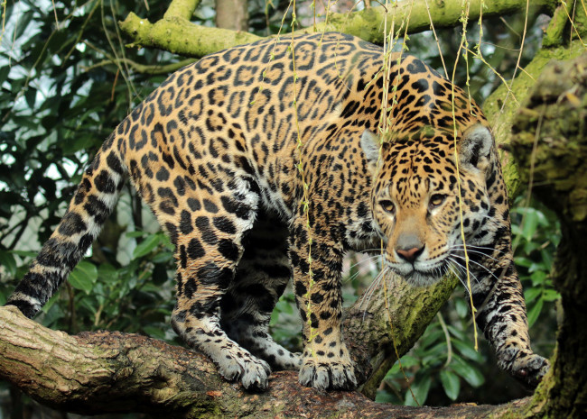 Обои картинки фото jaguar rica emmen, животные, Ягуары, ягуар