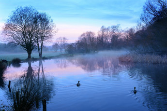Картинка природа реки озера утки утро озеро