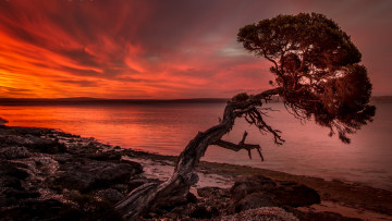 Картинка природа восходы закаты пейзаж закат дерево море