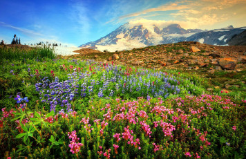 Картинка природа луга цветы камни горы