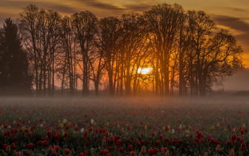 Картинка природа восходы закаты тюльпаны утро рассвет цветы восход деревья поле