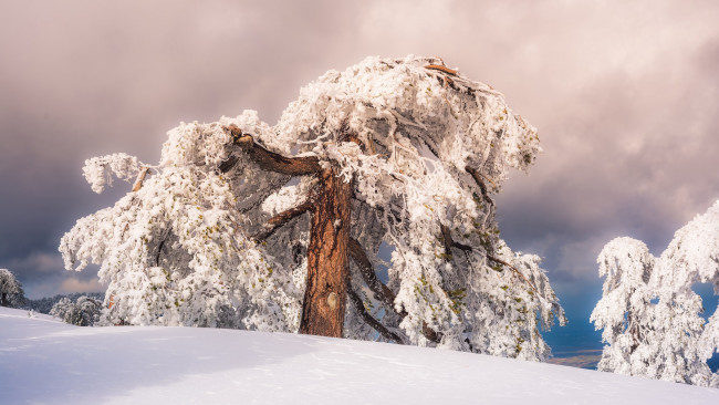 Обои картинки фото природа, зима, снег, дерево
