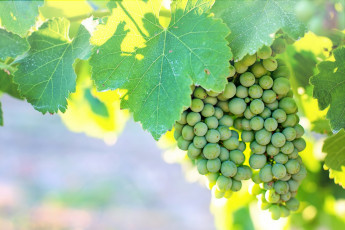 Картинка природа ягоды +виноград виноград незрелый зеленый виноградник