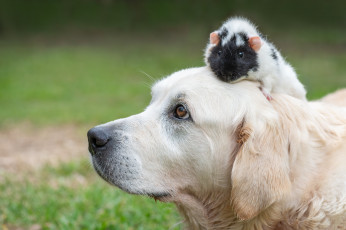 Картинка животные разные+вместе собака хомяк