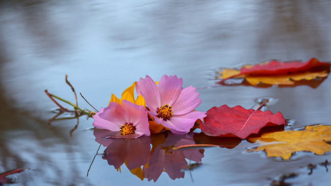 Обои картинки фото цветы, космея, листья, вода