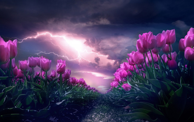 Обои картинки фото цветы, тюльпаны, гроза, поле, небо, пейзаж, тучи, рендеринг, молния, весна, вечер, розовые, бутоны, много, фотоарт, тюльпановое