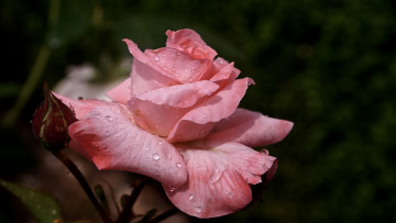 Картинка цветы розы розовая роза капли
